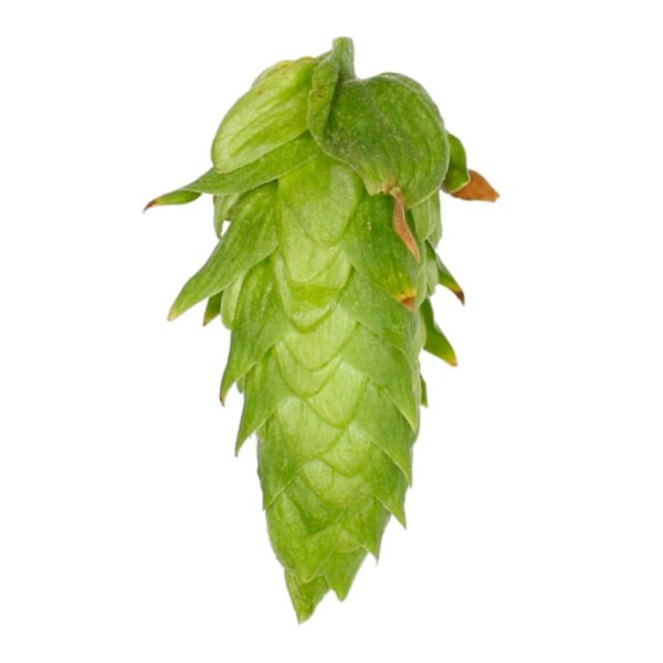 Lúpulo Cascade Hopsteiner x 1 Kg
