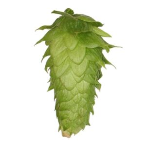 Lúpulo Chinook Hopsteiner x 1 Kg