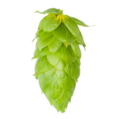 Lúpulo Magnum Hopsteiner x 100 grs