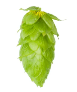 Lúpulo Magnum Hopsteiner x 100 grs