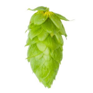 Lúpulo Magnum Hopsteiner x 100 grs