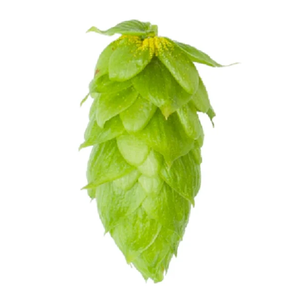 Lúpulo Magnum Hopsteiner x 100 grs