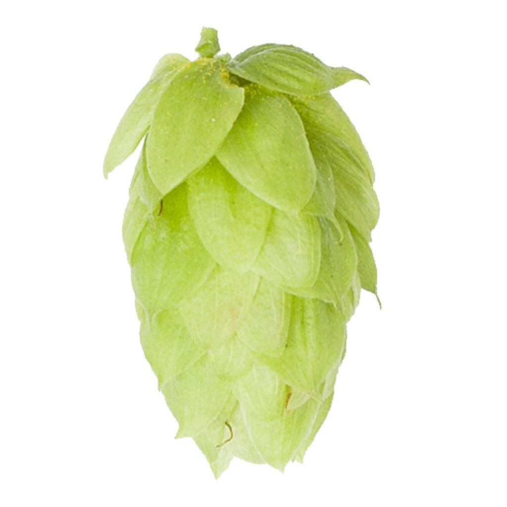Lúpulo Saaz Hopsteiner x 1 Kg Lúpulo Saaz Hopsteiner x 1 Kg