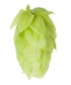 Lúpulo Saaz Hopsteiner x 100 grs