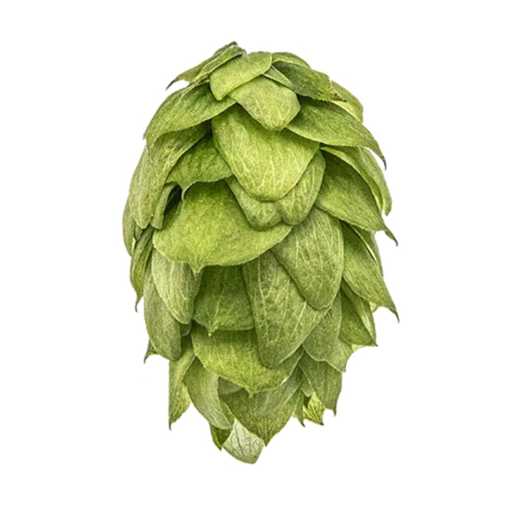 LÚPULO GALAXY YQH_1 Lúpulo Galaxy YQH x 1 kg.