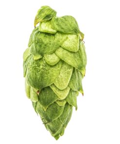 Lúpulo CTZ YQH x 1 Kg.