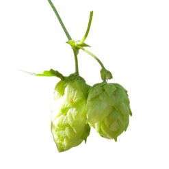 Lúpulo Amarillo YQH x 5 Kg
