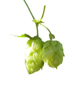 Lúpulo Amarillo YQH x 1Kg