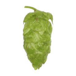 Lúpulo Apollo Hopsteiner x 1 Kg