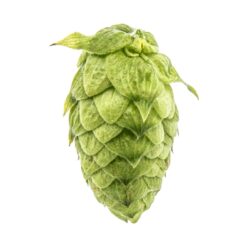 Lúpulo Bravo Hopsteiner x 1 Kg