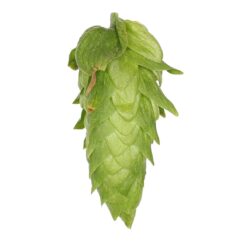 Lúpulo US Golding Hopsteiner x 1 Kg