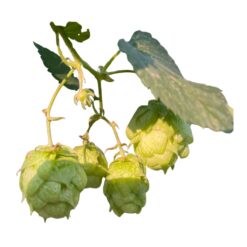 Lúpulo Citra YQH