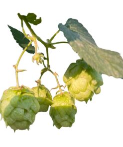 Lúpulo Citra YQH x 1Kg.