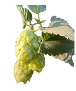 Lúpulo Mosaic YQH x 5 Kg