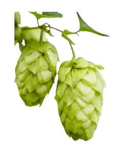 Lúpulo Simcoe YQH x 1Kg.