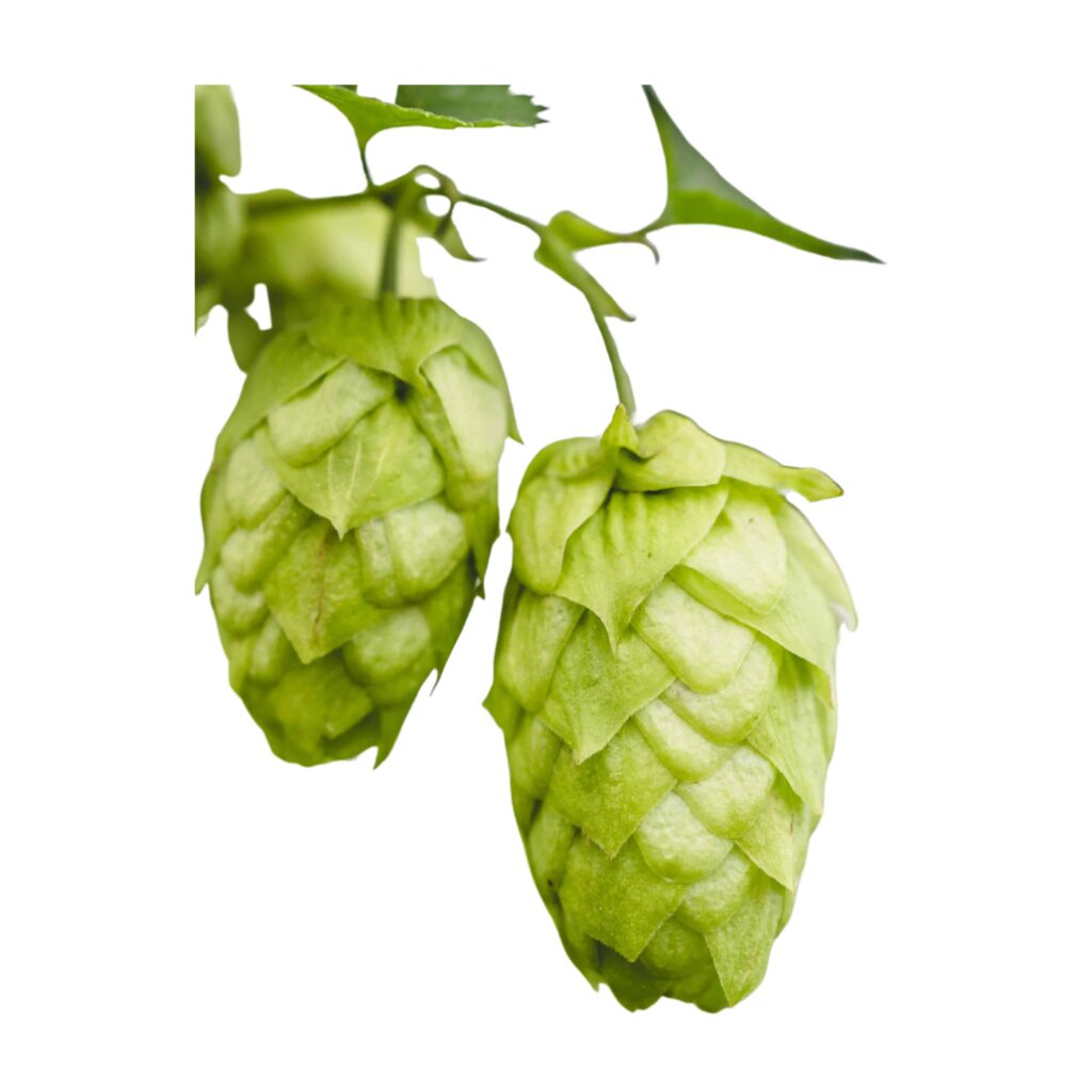 Lúpulo Simcoe YQH Lúpulo Simcoe YQH x 1Kg.