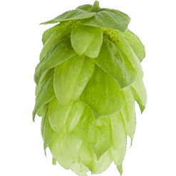 Lúpulo Columbus Hopsteiner x 5 Kg