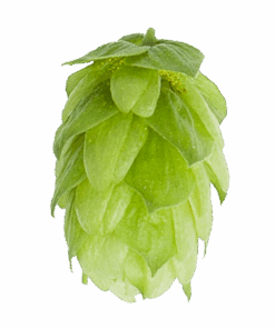 Lúpulo Columbus Hopsteiner x 5 Kg