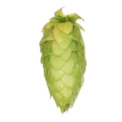 Lúpulo Centennial Hopsteiner x 5 Kg
