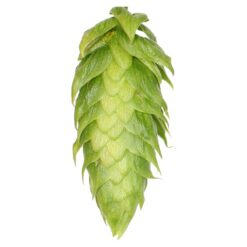 Lúpulo UK Challenger Hopsteiner