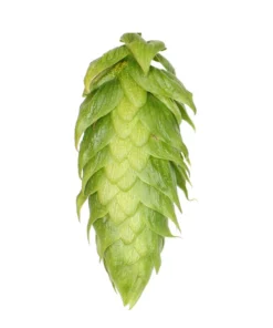 Lúpulo El Dorado Hopsteiner