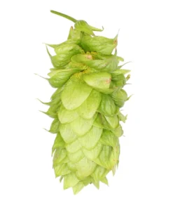 Lúpulo Lotus Hopsteiner