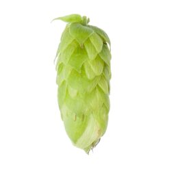 Lúpulo Perle Hopsteiner