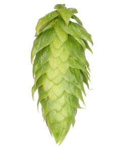 Lúpulo Sterling Hopsteiner