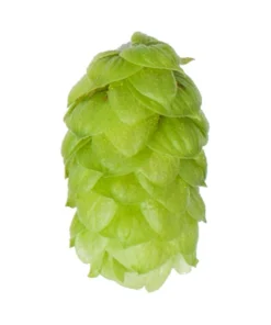 Lúpulo Styrian Golding Hopsteiner