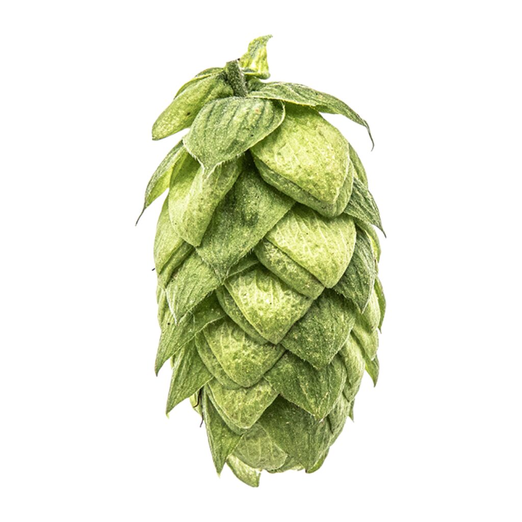 Lúpulo Magnum Hopsteiner x 5 Kg Lúpulo Magnum Hopsteiner x 5 Kg