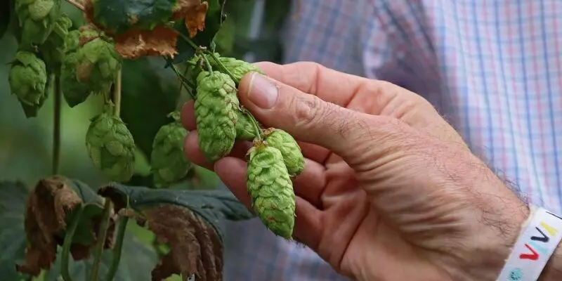Importancia del lupulo en la cerveza Importancia del lupulo en la cerveza