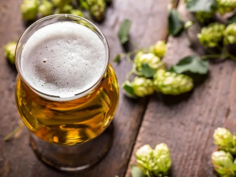 Qué es el lúpulo y por qué es tan importante en la Cerveza