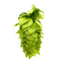 Lúpulo Erebus Hopsteiner
