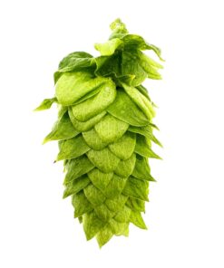 Lúpulo Erebus Hopsteiner