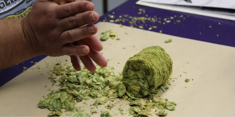 Alora Hopsteiner caracteristicas