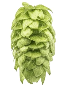 Lúpulo Centennial YQH Cosecha 2023 x 100 grs