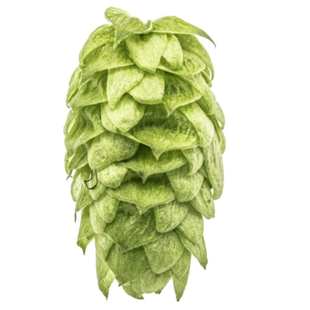 LÚPULO YQH_7 Lúpulo Centennial YQH Cosecha 2023 x 100 grs