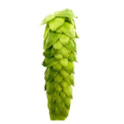 Lúpulo Alora Hopsteiner