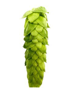 Lúpulo Alora Hopsteiner