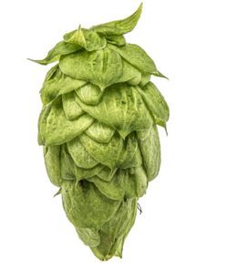 Lúpulo Nugget YQH Cosecha 2023 x 100 grs