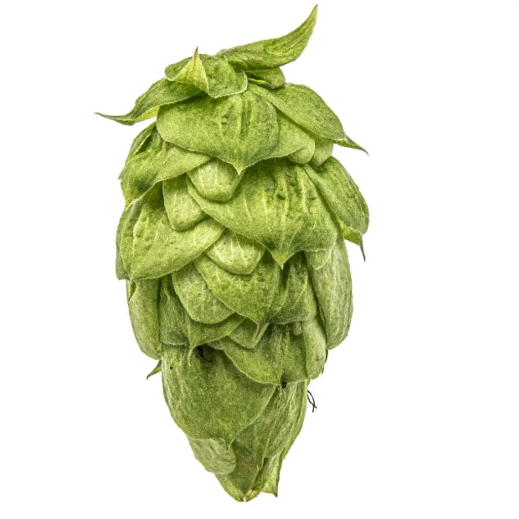 Lúpulo Nugget_Yakima_1020x1020 Lúpulo Nugget YQH cosecha 2023 x 5 Kg