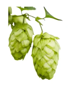 Lúpulo Sonnet YQH x 1 kg